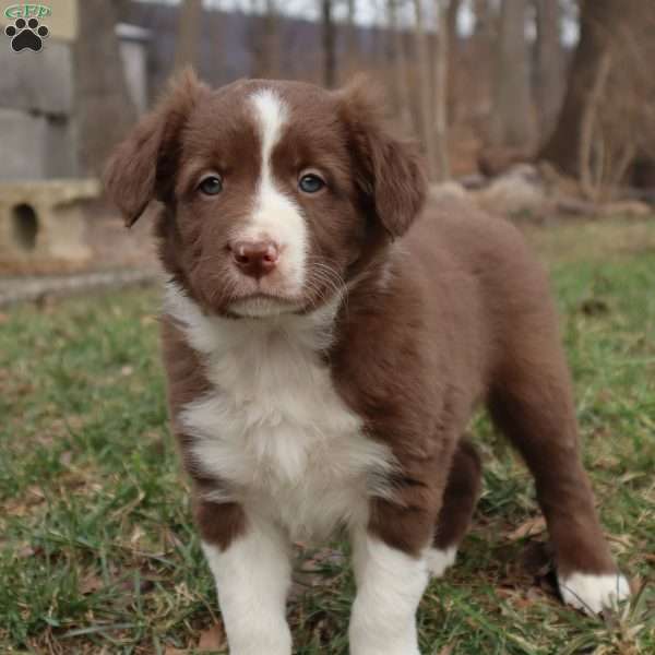 Jackson, Border Collie Puppy